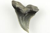Snaggletooth Shark (Hemipristis) Tooth - Aurora, NC #203590-1